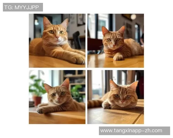 橘子猫糖心vlog-橘猫糖心的温馨生活日常vlog-橘子猫糖心vlog